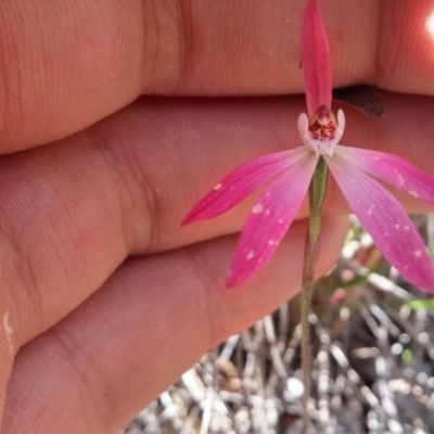 Caladenia fuscata (Dusky Fingers) at Point 88 - 14 Oct 2016 by NickWilson