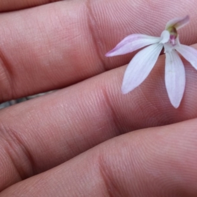 Caladenia fuscata (Dusky Fingers) at Point 88 - 14 Oct 2016 by NickWilson
