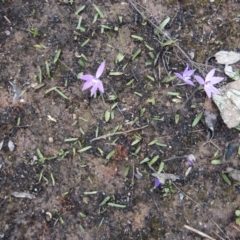 Glossodia major (Wax Lip Orchid) at Aranda, ACT - 1 Oct 2016 by CathB