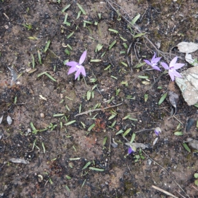 Glossodia major (Wax Lip Orchid) at Aranda, ACT - 1 Oct 2016 by CathB