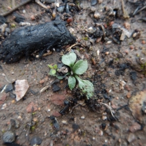 Speculantha rubescens at Point 3852 - suppressed