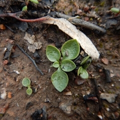 Speculantha rubescens at Point 3852 - suppressed