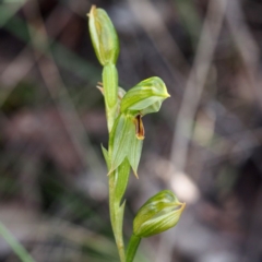 Bunochilus umbrinus (Broad-sepaled Leafy Greenhood) at Canberra Central, ACT - 2 Oct 2016 by David