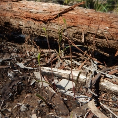 Caladenia sp. (A Caladenia) at Point 4372 - 2 Oct 2016 by CathB