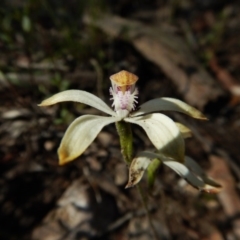 Caladenia ustulata (Brown Caps) at Molonglo Valley, ACT - 2 Oct 2016 by CathB