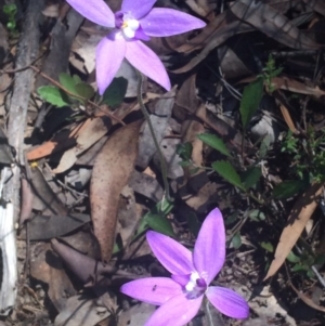 Glossodia major at Cook, ACT - 15 Oct 2016