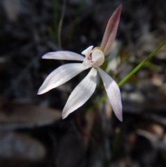 Caladenia fuscata (Dusky Fingers) at Molonglo Valley, ACT - 24 Sep 2016 by CathB