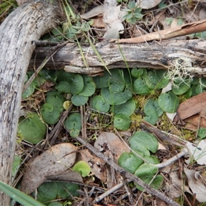 Corysanthes hispida at Point 4081 - suppressed