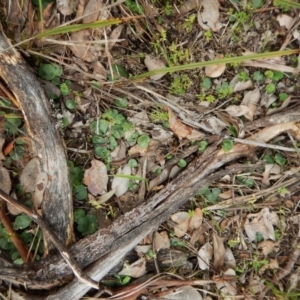 Corysanthes hispida at Point 4081 - suppressed