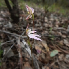 Caladenia carnea (Pink Fingers) at Point 4081 - 10 Oct 2016 by CathB