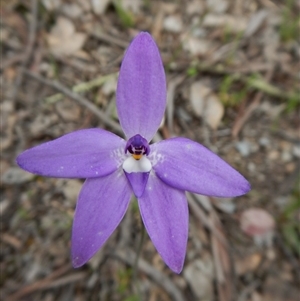 Glossodia major at Point 4081 - suppressed