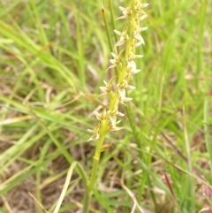 Prasophyllum petilum (Tarengo Leek Orchid) at Hall, ACT - 17 Oct 2008 by MatthewFrawley