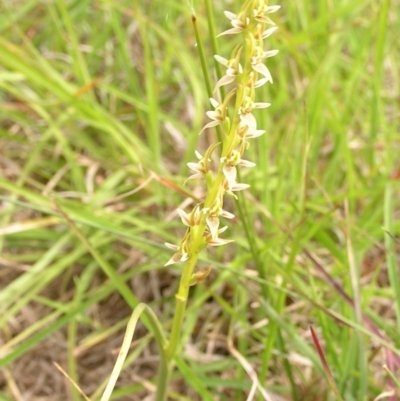 Paraprasophyllum petilum (Tarengo Leek Orchid) at Hall, ACT by MatthewFrawley