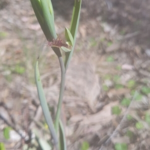 Calochilus sp. at Bullen Range - suppressed