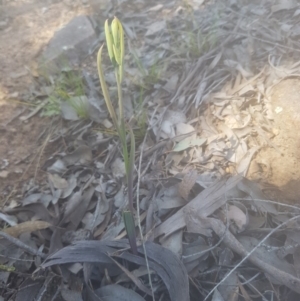 Calochilus sp. at Bullen Range - suppressed