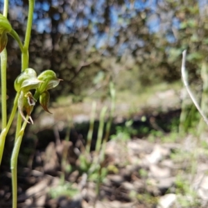 Oligochaetochilus aciculiformis at Stromlo, ACT - 15 Oct 2016