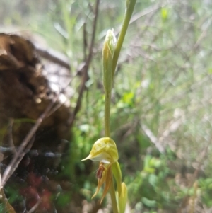 Oligochaetochilus aciculiformis at Paddys River, ACT - 16 Oct 2016