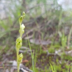 Hymenochilus muticus (Midget Greenhood) at Paddys River, ACT - 16 Oct 2016 by LukeMcElhinney