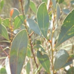 Acacia penninervis var. penninervis (Hickory Wattle) at Point 4712 - 16 Oct 2016 by MichaelMulvaney