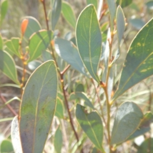 Acacia penninervis var. penninervis at Point 4712 - 16 Oct 2016 02:27 PM