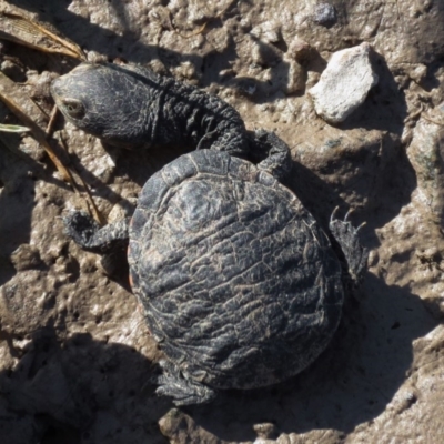 Chelodina longicollis (Eastern Long-necked Turtle) at Gungahlin, ACT - 1 Oct 2016 by Holly7