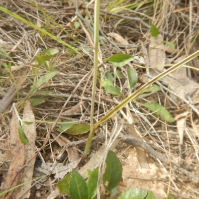Thelymitra (Genus) (Sun Orchid) at Point 4712 - 16 Oct 2016 by MichaelMulvaney
