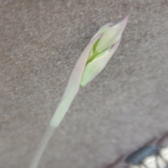 Thelymitra (Genus) at Undefined Area - suppressed