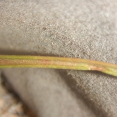 Thelymitra (Genus) at Undefined Area - suppressed