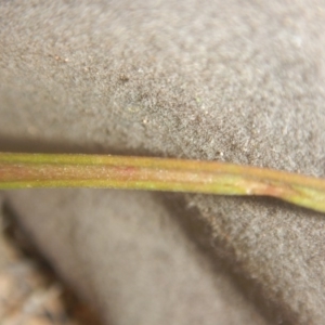 Thelymitra (Genus) at Undefined Area - suppressed