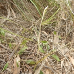 Thelymitra (Genus) at Undefined Area - suppressed