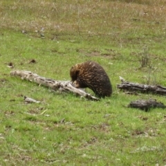 Tachyglossus aculeatus (Short-beaked Echidna) at Mulligans Flat - 5 Oct 2016 by Holly7