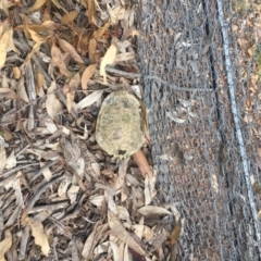 Chelodina longicollis (Eastern Long-necked Turtle) at Mulligans Flat - 17 Oct 2016 by JasonC