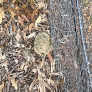 Chelodina longicollis at Gungahlin, ACT - 17 Oct 2016