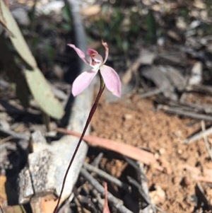 Caladenia fuscata at Point 5829 - suppressed