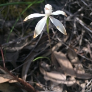 Caladenia ustulata at O'Connor, ACT - 17 Oct 2016