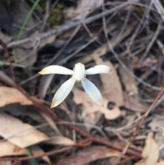 Caladenia ustulata at O'Connor, ACT - 17 Oct 2016