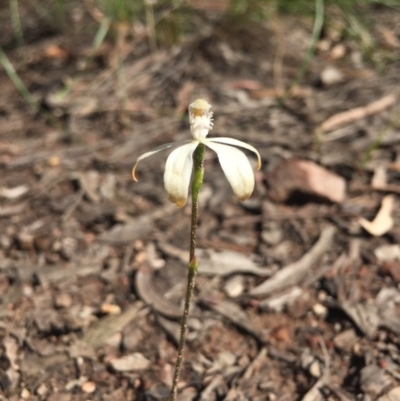 Caladenia ustulata (Brown Caps) at Point 5829 - 17 Oct 2016 by Nige