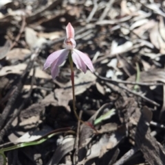 Caladenia fuscata (Dusky Fingers) at Point 5829 - 17 Oct 2016 by Nige