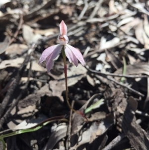 Caladenia fuscata at Point 5829 - suppressed