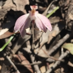 Caladenia fuscata at Point 5829 - suppressed