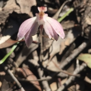 Caladenia fuscata at Point 5829 - suppressed