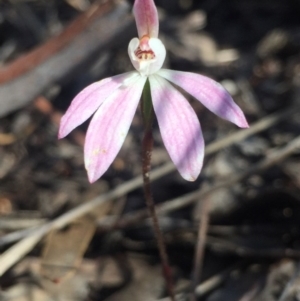 Caladenia fuscata at O'Connor, ACT - suppressed