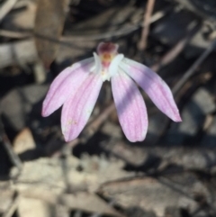 Caladenia fuscata at O'Connor, ACT - 17 Oct 2016