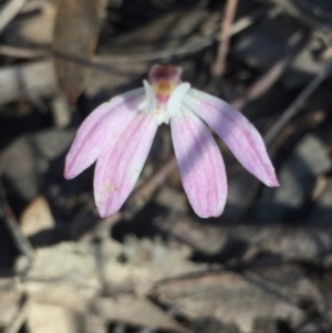 Caladenia fuscata at O'Connor, ACT - suppressed