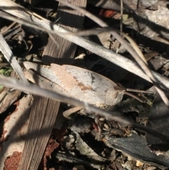 Goniaea australasiae (Gumleaf grasshopper) at O'Connor, ACT - 17 Oct 2016 by Nige