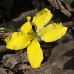 Goodenia hederacea subsp. hederacea (Ivy Goodenia, Forest Goodenia) at O'Connor, ACT - 17 Oct 2016 by Nige