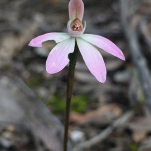 Caladenia fuscata at Point 5829 - suppressed