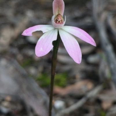 Caladenia fuscata (Dusky Fingers) at Point 5829 - 17 Oct 2016 by Nige