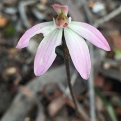 Caladenia fuscata at Point 5829 - suppressed