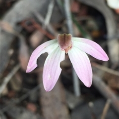 Caladenia fuscata at Point 5829 - suppressed